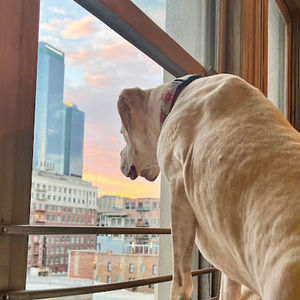 Meet your Posher, Francesca